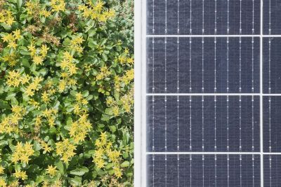 eco2solutions | Nahaufnahme von Dachbegrünung mit gelben Blumen neben einer Photovoltaik-Fläche