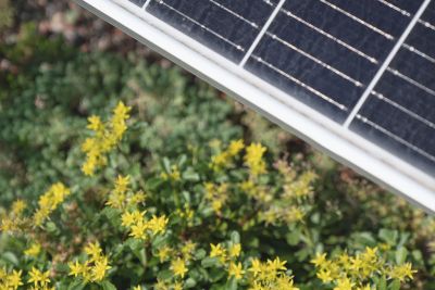 eco2solutions | eco2flair Dachbegrünung und renaturierte Außenflächen mit Blumen um die Photovoltaik-Anlage herum